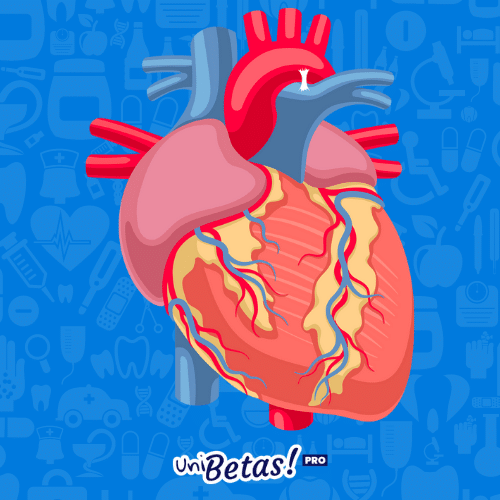 cardiovascular terminologia ciencias de la salud