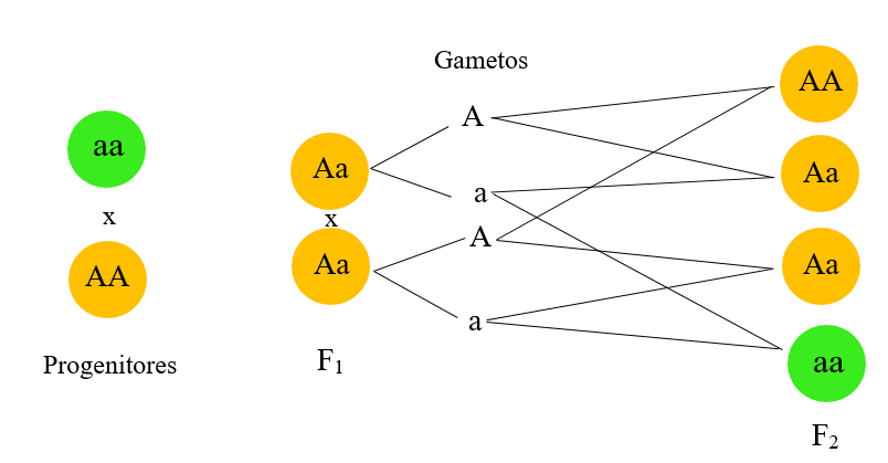 ESQUEMA-DE-LA-HERENCIA-CMB-IPN