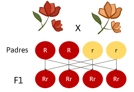 SIMULADOR-CMB-BIOLOGÍA-3-IPN