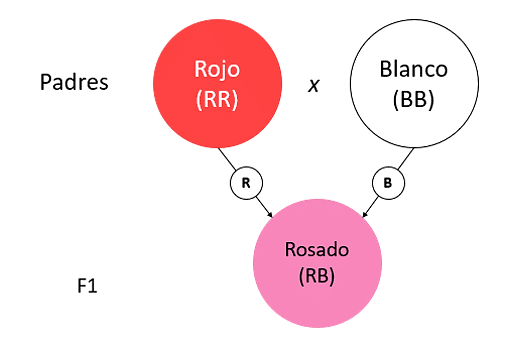 SIMULADOR-CMB-BIOLOGÍA-5-IPN----