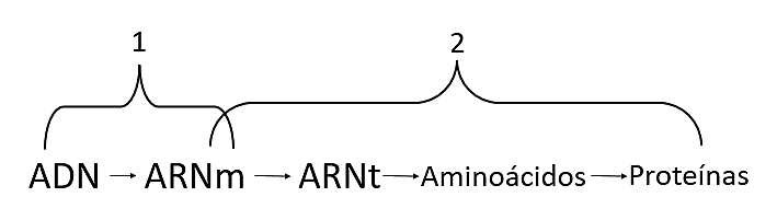 SIMULADOR-IYCFM-BIOLOGÍA-5-IPN-