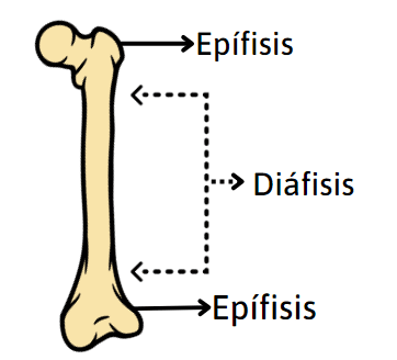 Simulacro EXANI II Premedicina reactivos del 25 al 36 - Parte 3