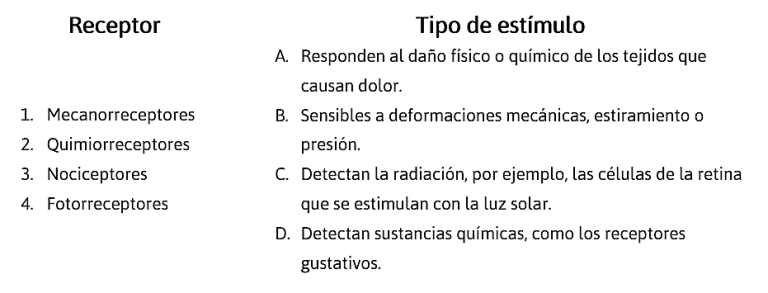 https://unibetas.com/wp-content/uploads/2022/12/RECEPTORES-SENSITIVOS-768x293.png