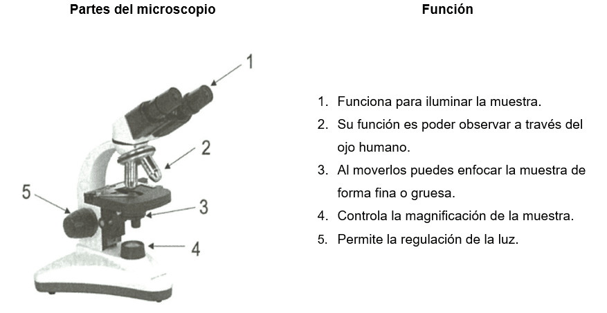 PARTES-DEL-MICROSCOPIO-REACTIVO-IPN
