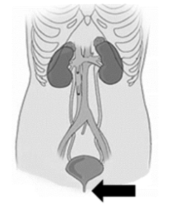 14-GUÍA-INTERACTIVA-EXANI-CIENCIAS-DE-LA-SALUD