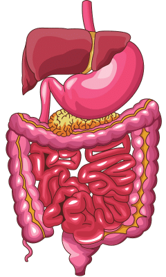 sistema digestivo imagen unibetas