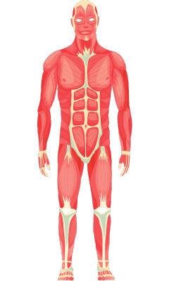 sistema muscular imagen unibetas