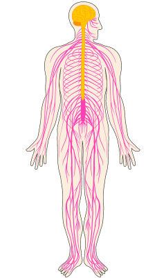 sistema nervioso imagen unibetas