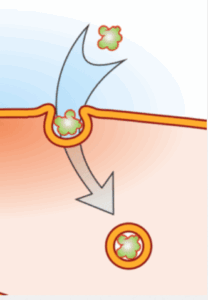 IPN EVENTO 26 IPN EVENTO 26