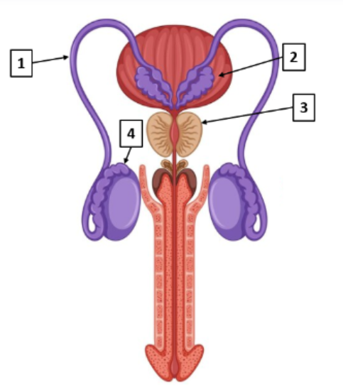 IPN 31 ENE 29